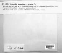 Lycoperdon perlatum image